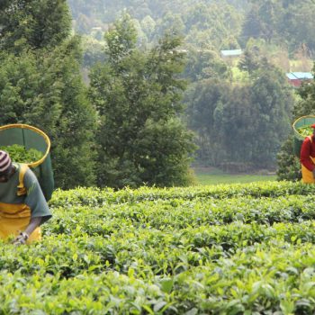 theeplantages in Kiambu
